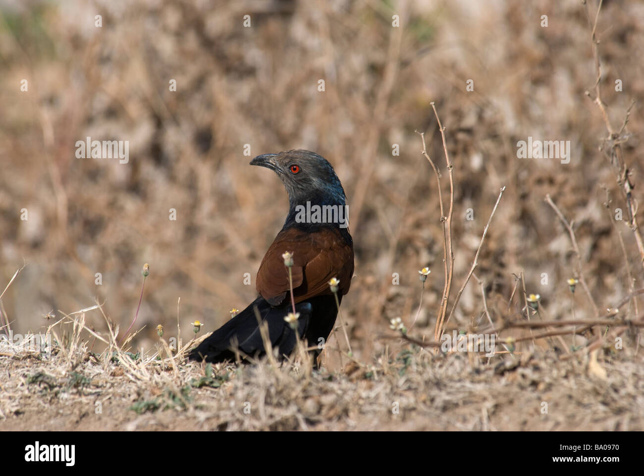 Maggiore Coucal Centropus sinensis in Gujarat India Foto Stock