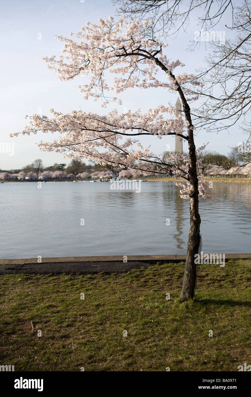 31 marzo 2009 Washington D C I Fiori di Ciliegio lungo il bacino di marea appena fuori del centro commerciale nazionale Foto Stock