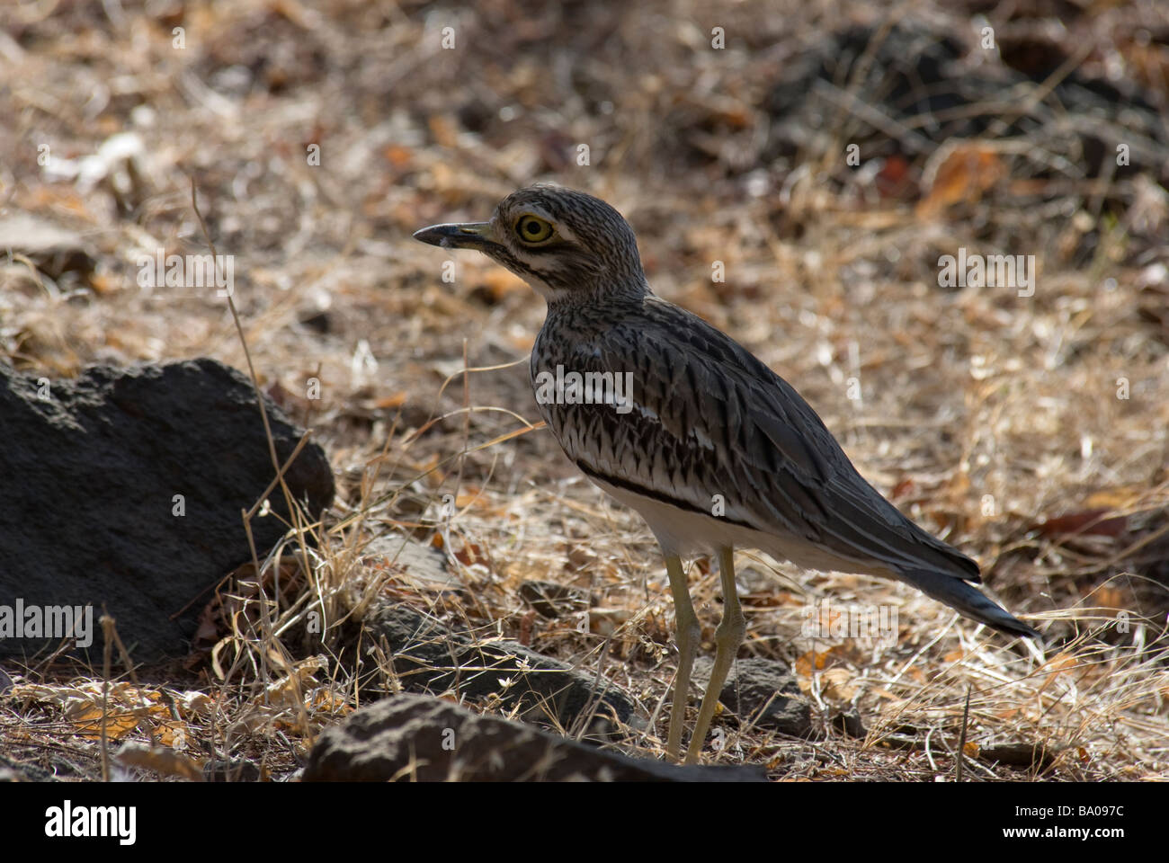 Stone Curlew Burhinus oedicnemus in piedi nel suo habitat tipico Foto Stock