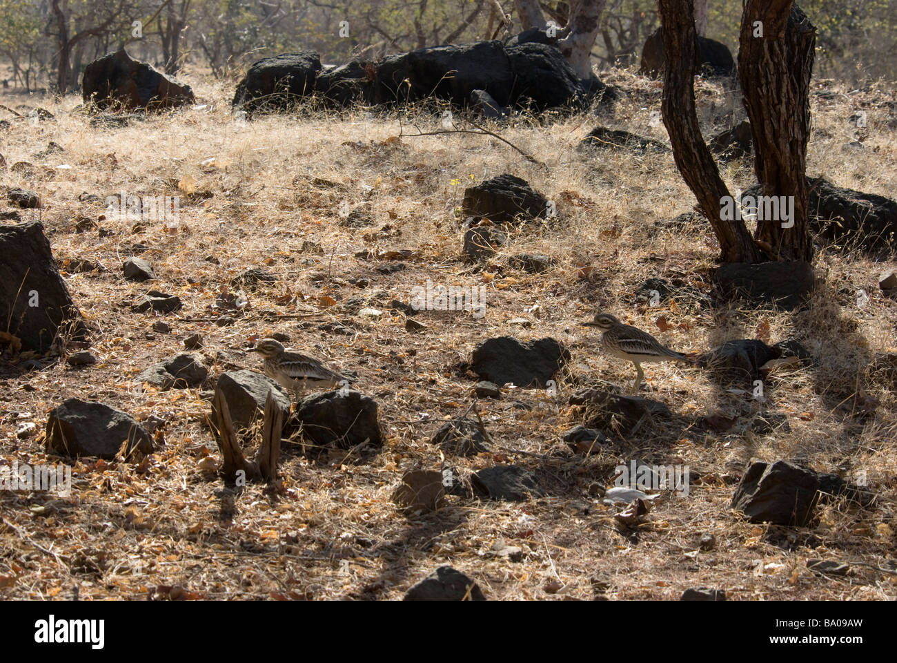 Due Curlews pietra Burhinus oedicnemus in piedi nella loro secchi tipici habitat rocciosi in Sasan Gir Wildlife Sanctuary Gujarat India Foto Stock