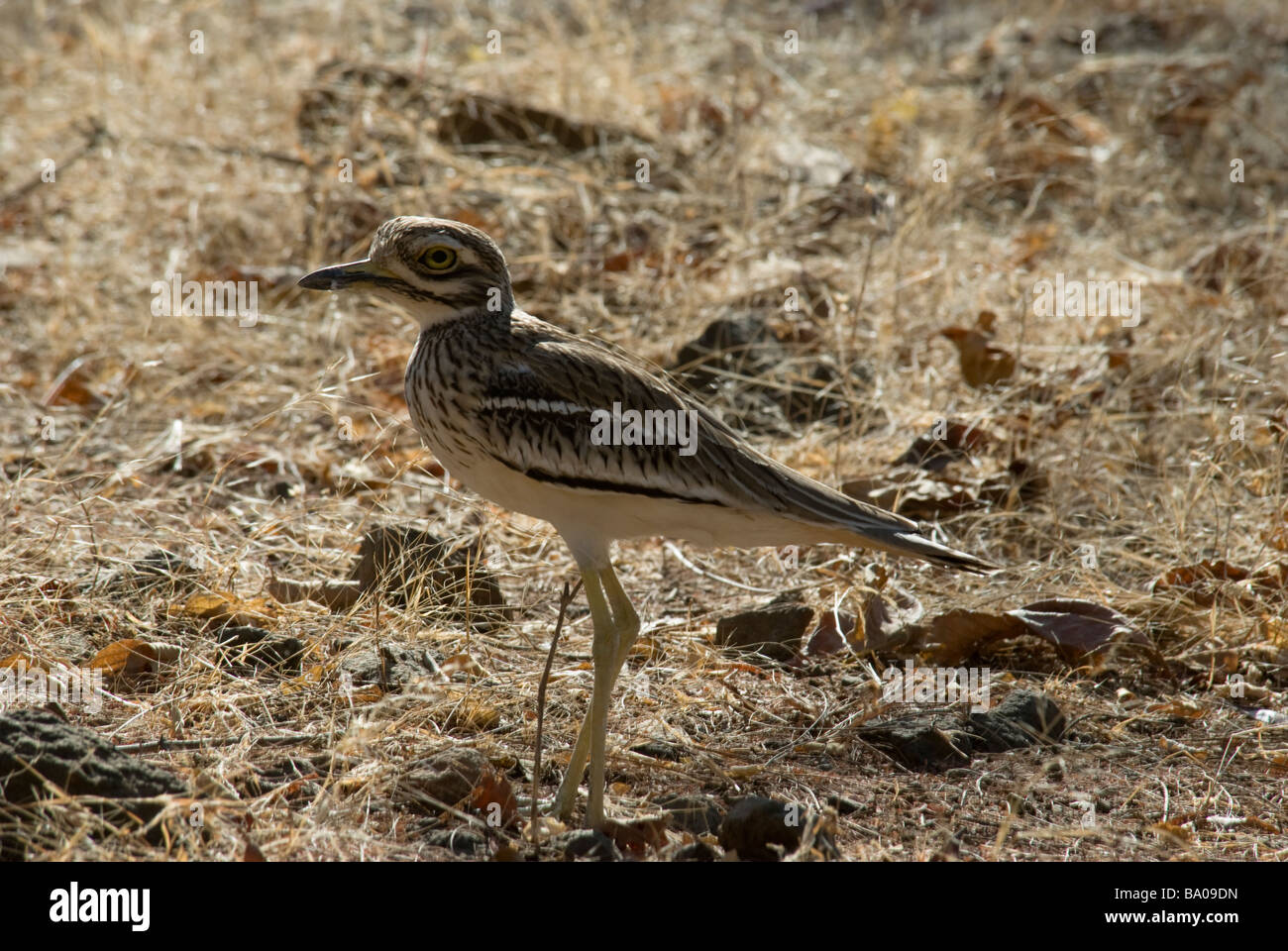 Stone Curlew Burhinus oedicnemus in piedi nella sua tipica secco e habitat rocciosi Foto Stock