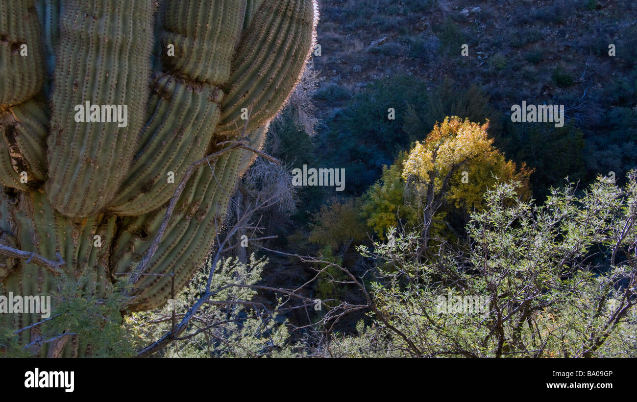 Cactus Saguaro nelle colline nei pressi di Cave Creek che è a nord di Phoenix in Arizona Foto Stock
