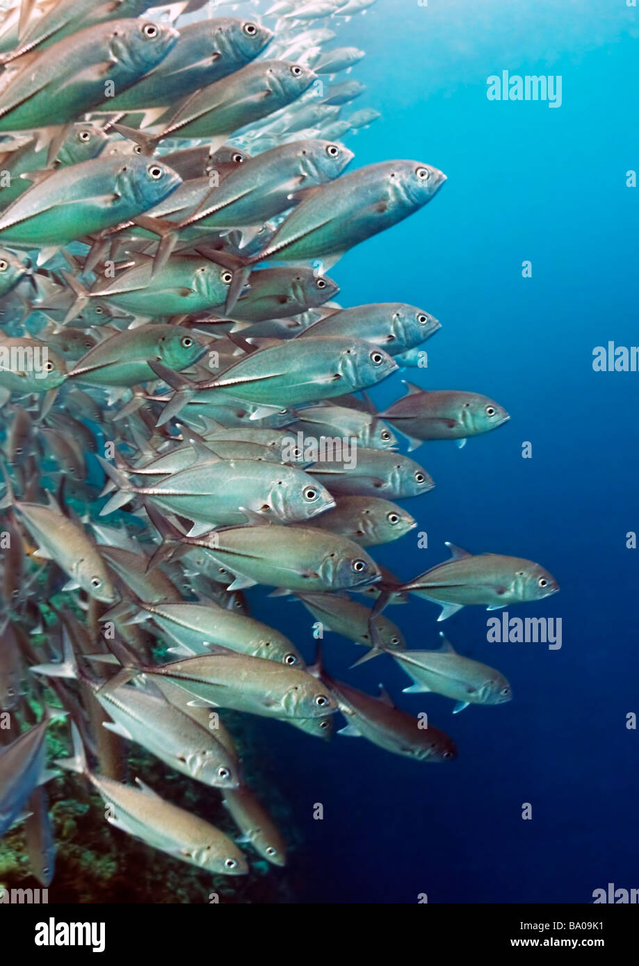 Una formazione di carangidi obeso Jackfish o al Barracuda Point Reef in Mare di Celebes vicino Sipadan Island, Sabah, Malaysia. Foto Stock