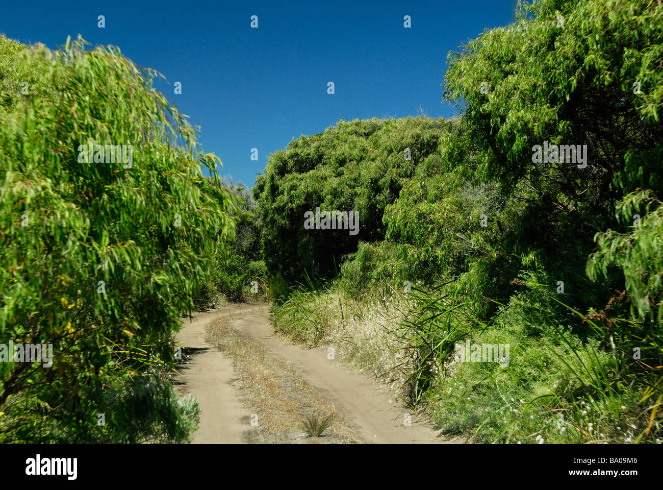 Western Australia Cape Leeuwin via tramite gli alti vegetazione costiera Foto Stock