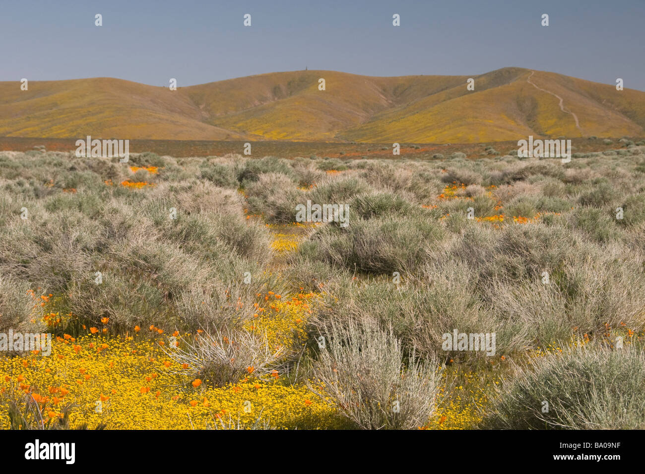 Antelope Valley California Poppy Reserve Foto Stock