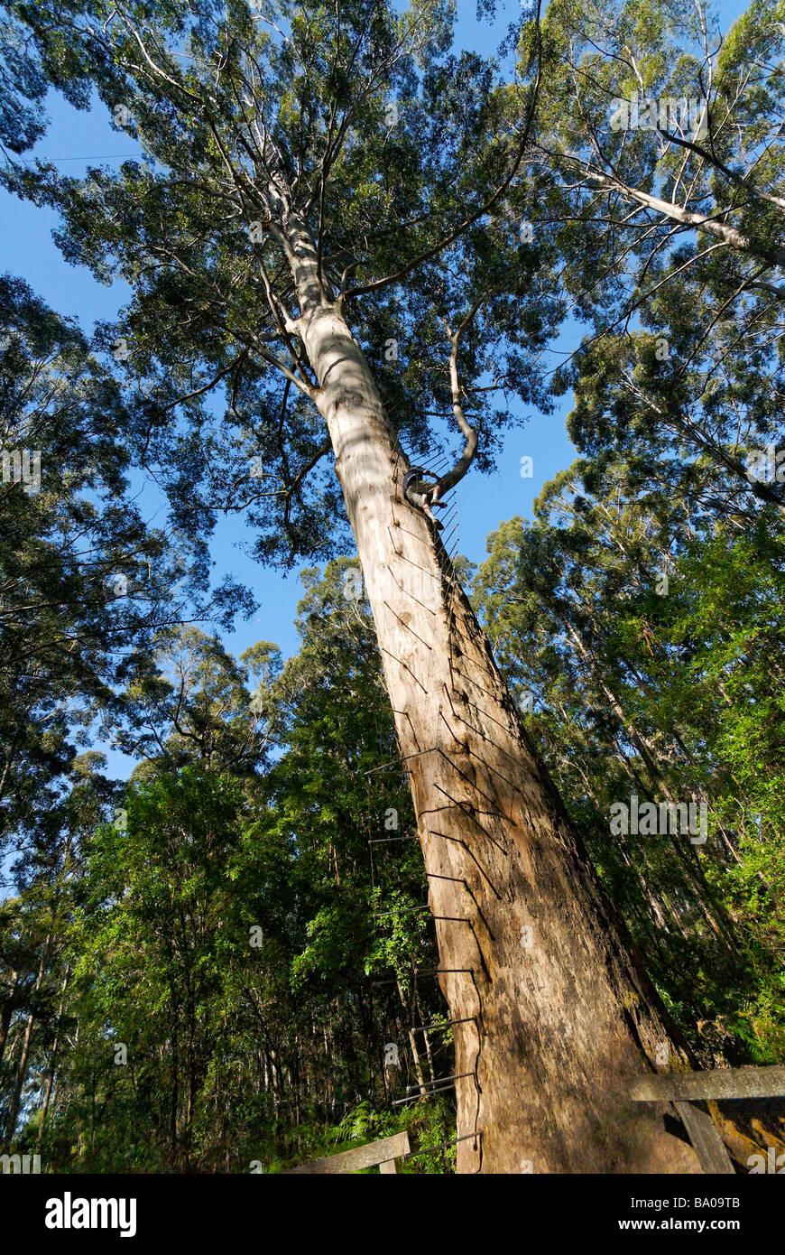 Tall Trees Western Australia Gloucester Tree è un albero Karri Foto Stock