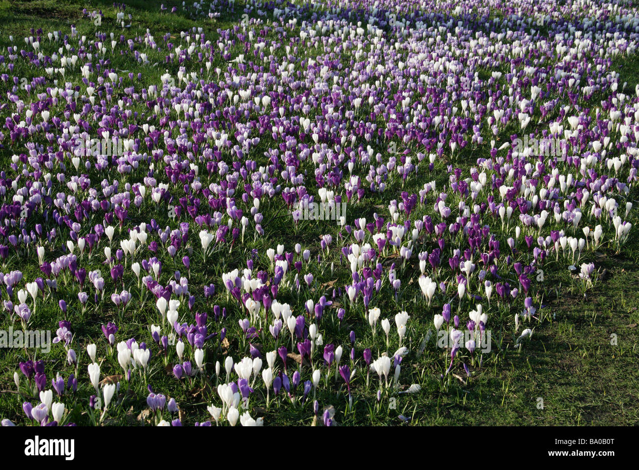 Viola e bianco di crochi a molla, crocus vernus Foto Stock