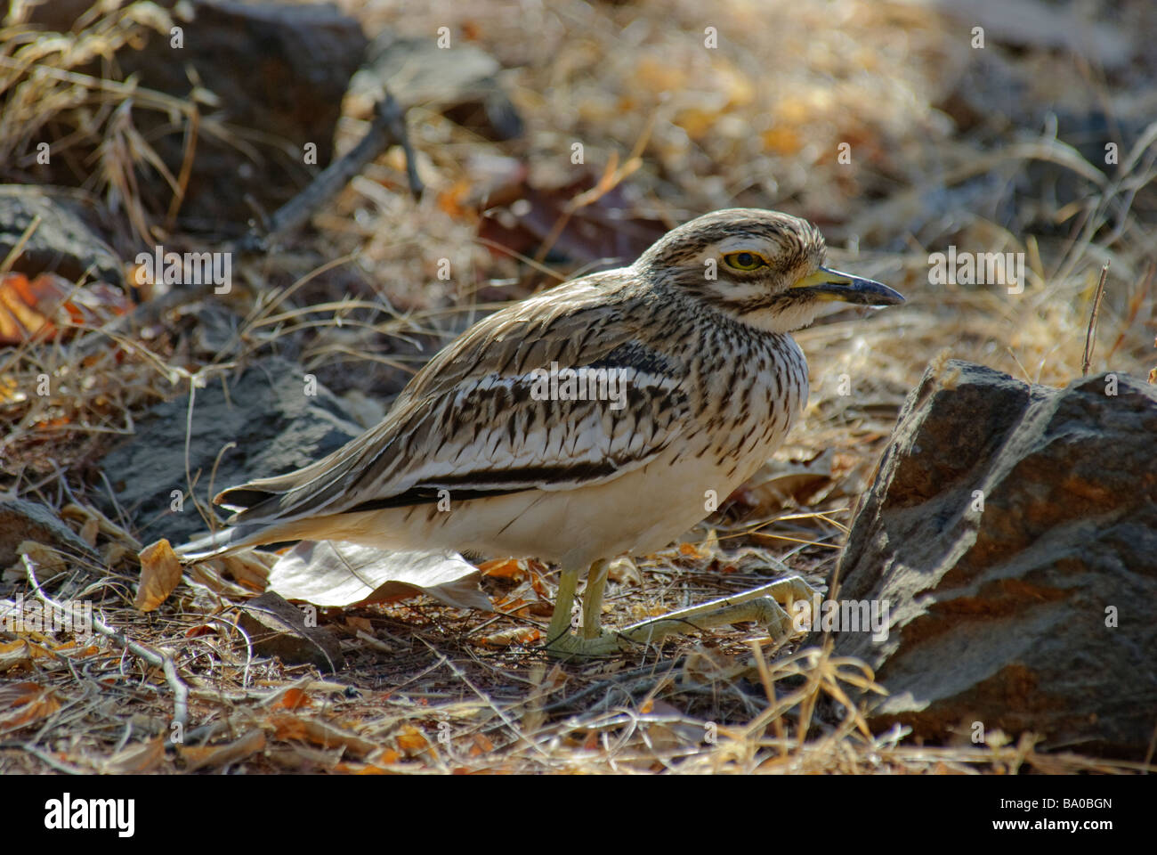 Stone Curlew Burhinus oedicnemus in appoggio con le gambe ripiegate nel suo habitat tipico Foto Stock