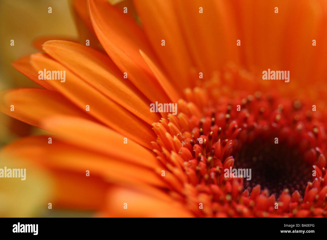 Golden Serena Gerbera Daisy Foto Stock