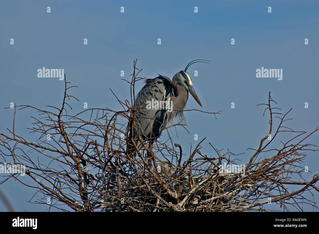 Un Airone blu con i giovani Foto Stock