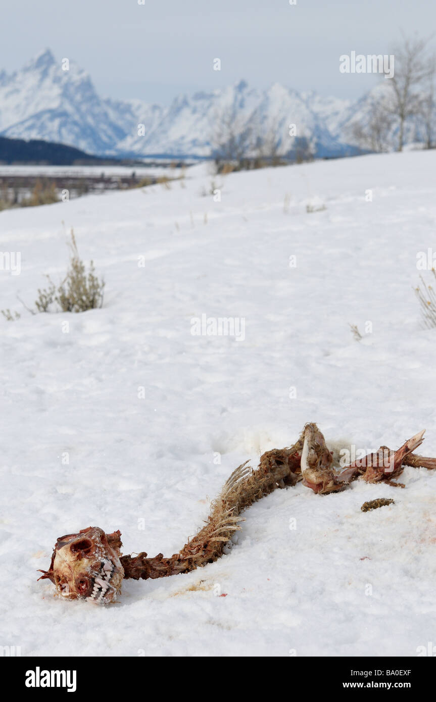 Coyote tela sulla neve nella Valle di buffalo wyoming con Grand Teton cime del Parco Nazionale d'inverno Foto Stock