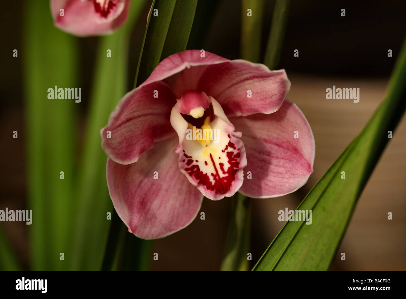 Cymbidium o barca fioritura di orchidee in macro dettaglio mostrante la struttura di fiori Foto Stock