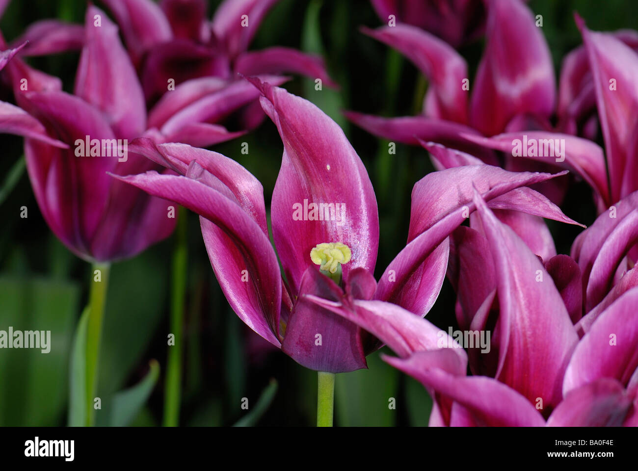 Una bella varietà di tulipani Foto Stock