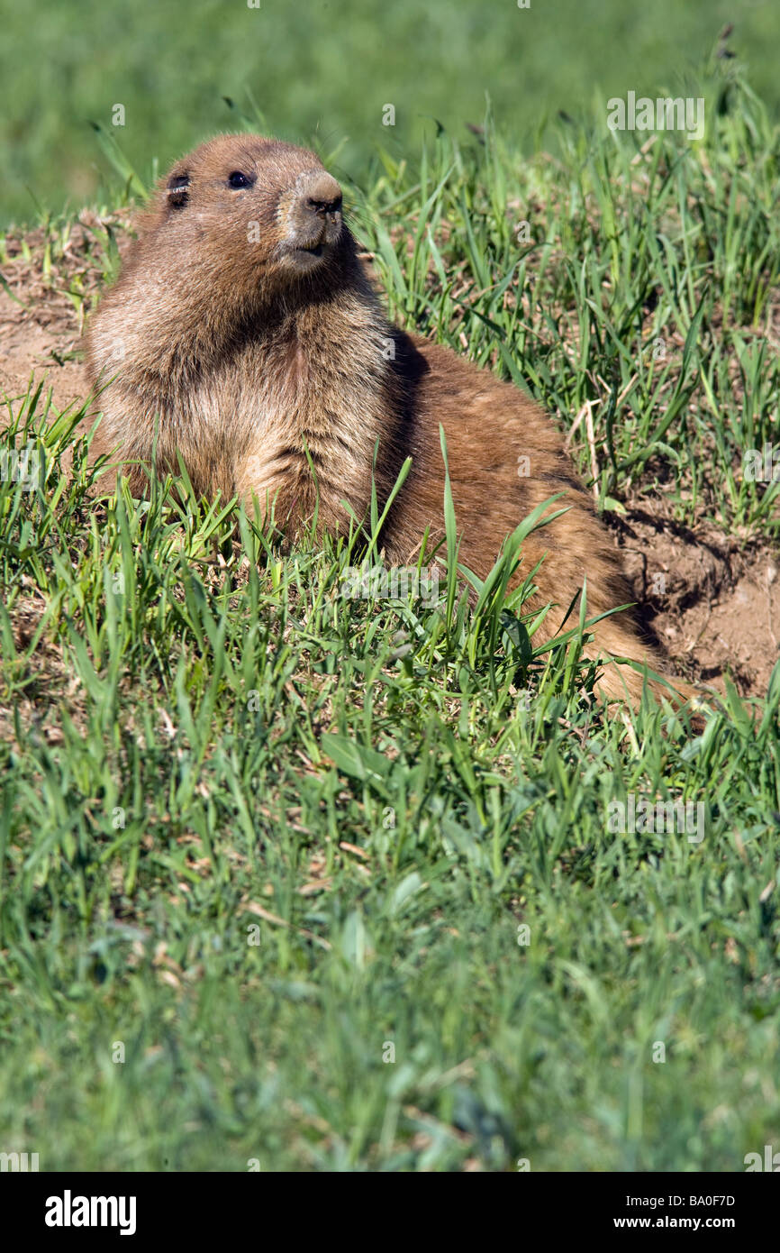 Olympic marmotta su Hurricane Ridge - Parco nazionale di Olympic, Washington Foto Stock