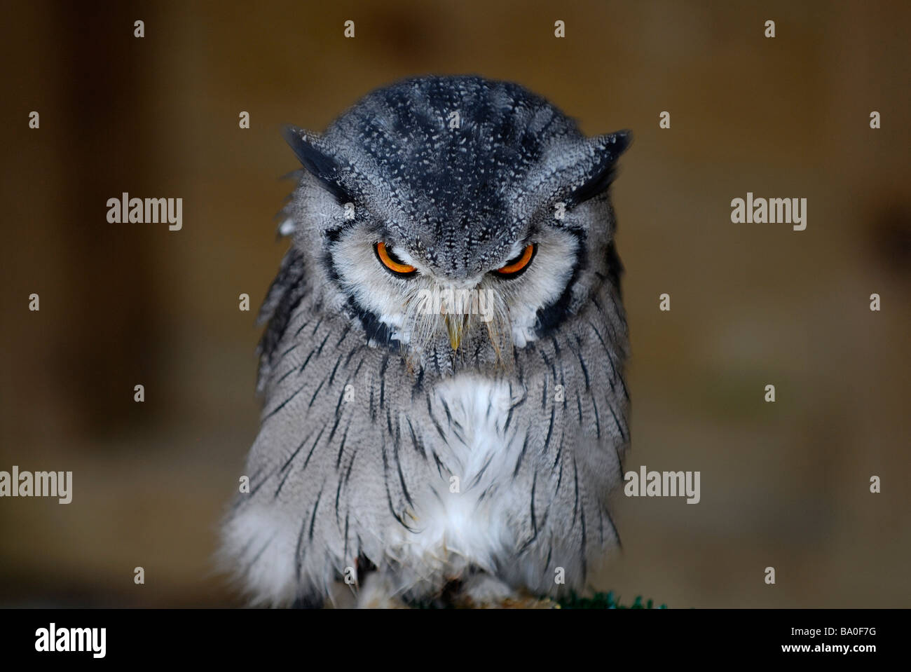 Gli uccelli rapaci ritratto Foto Stock