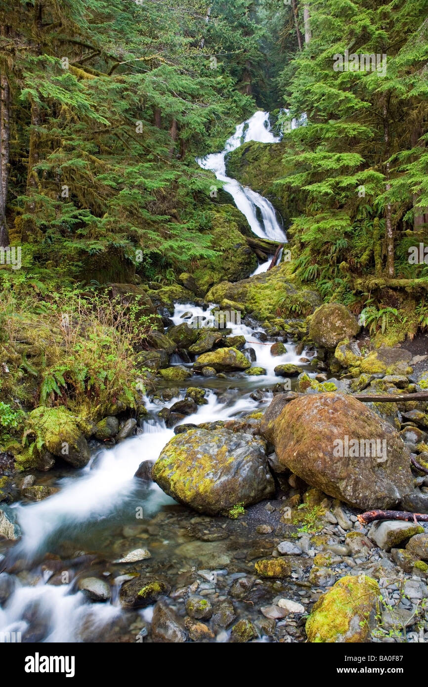 La foresta pluviale Quinalt Waterfall - Parco nazionale di Olympic, Washington Foto Stock