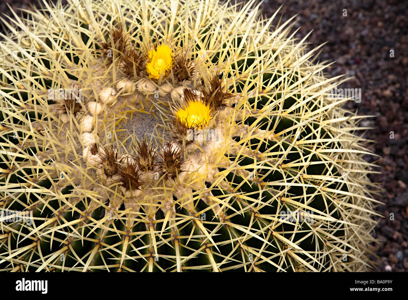 Echinocactus grusonii barrel cactus nativo del Messico Foto Stock