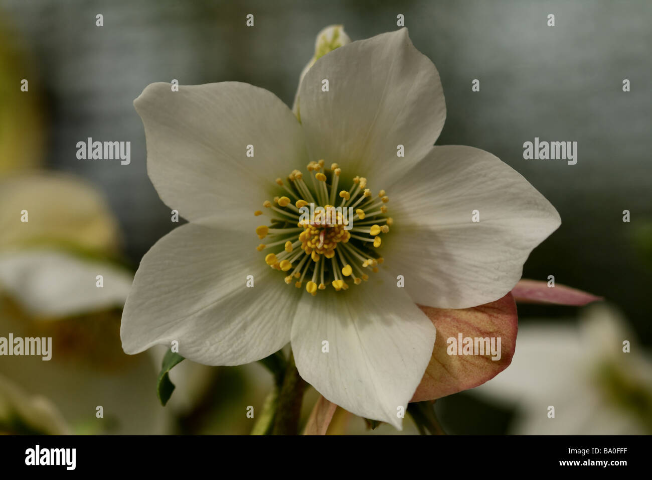 Flower Bloom di Helleborus niger famiglia Ranunculaceae in macro o close up mostra fiore dettagliata struttura e forma Foto Stock
