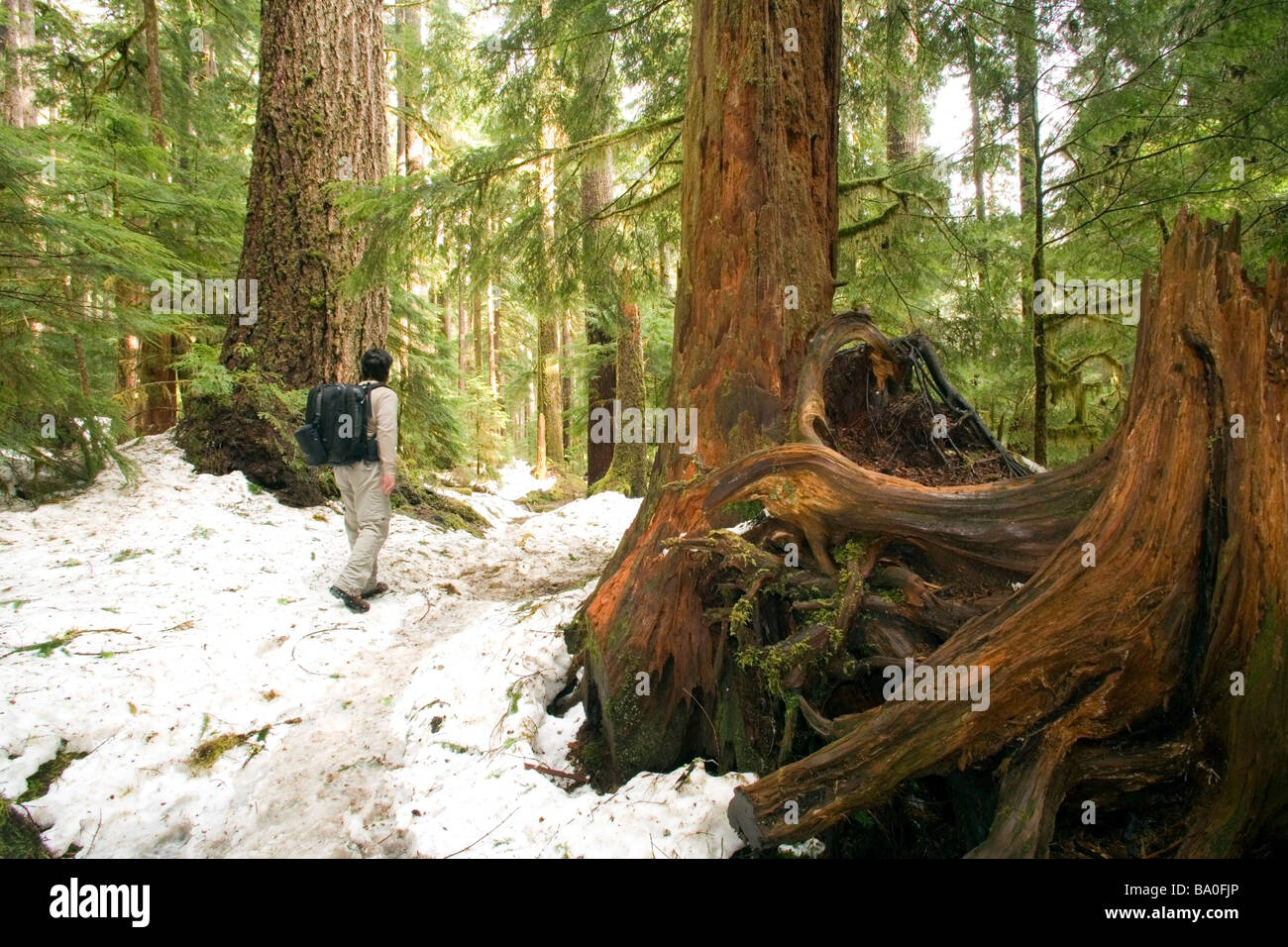 Sentiero per Sol Duc Falls - Parco nazionale di Olympic, Washington Foto Stock