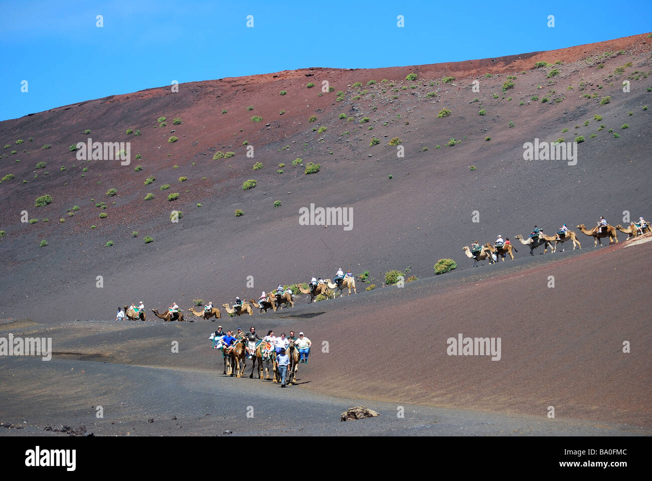 Le corse di cammelli, Parco Nazionale di Timanfaya, Lanzarote, Isole Canarie, Spagna Foto Stock