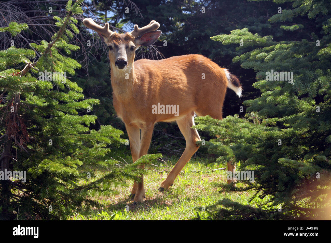 Nero-Tailed Deer - Hurricane Ridge Trail - Parco nazionale di Olympic Foto Stock