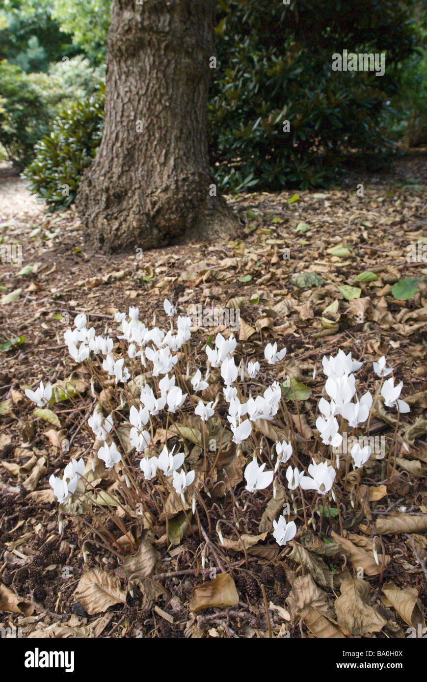 Ciclamino HEDERIFOLIUM ALBUM Foto Stock
