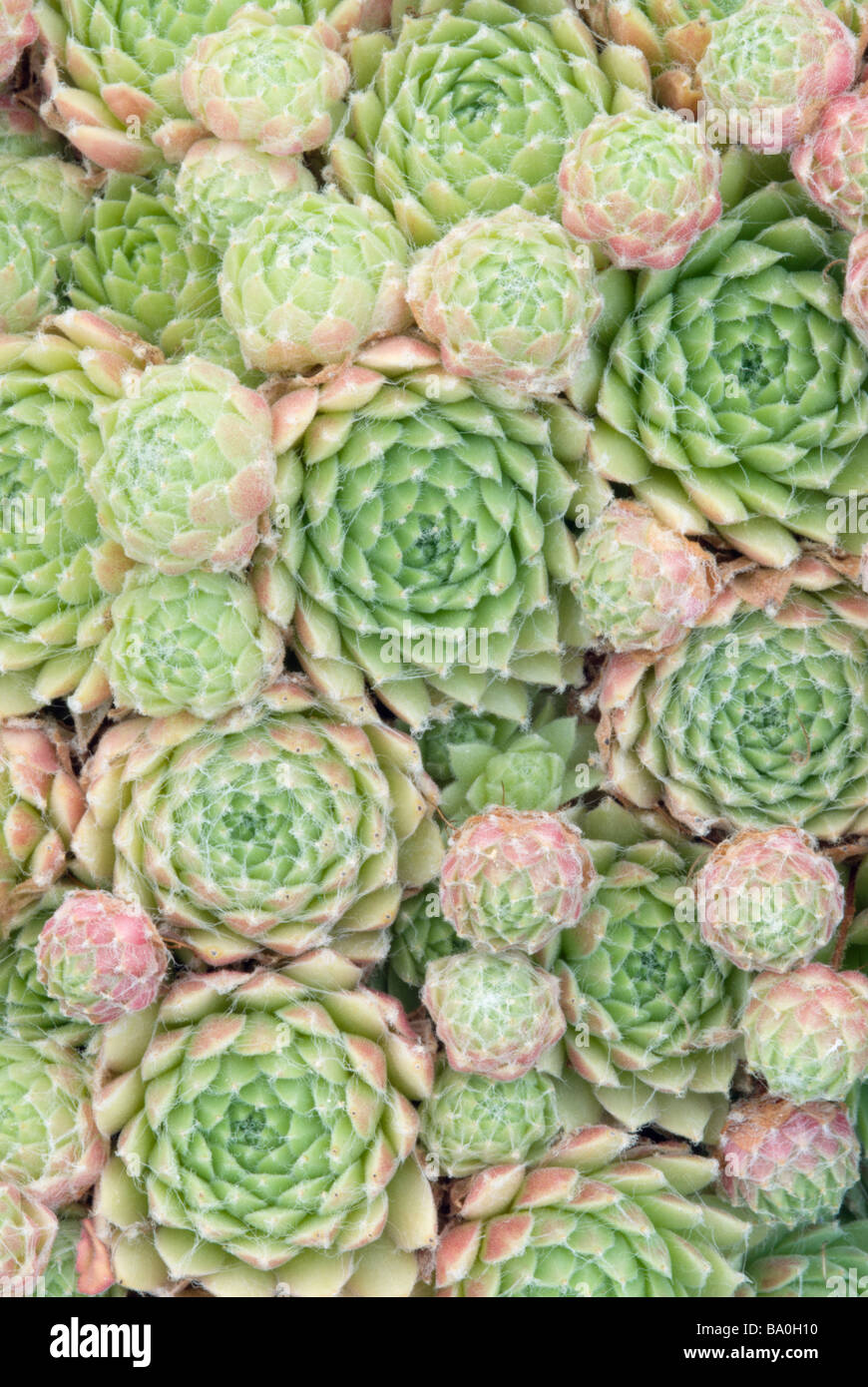 SEMPERVIVUM PEKINESE Foto Stock