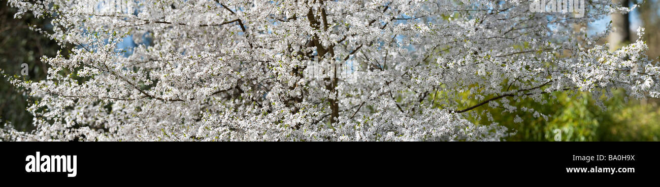 Prunus sogdiana Vassilcz. Cherry Plum albero in fiore in legno Evenley giardini, Northamptonshire. In Inghilterra. Vista panoramica Foto Stock