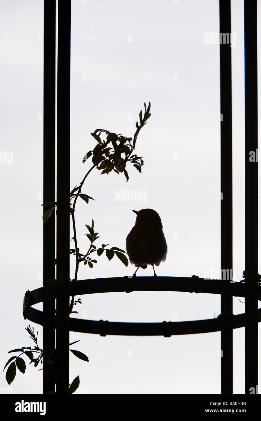 Silhouette di un pettirosso seduto su un pergolato in giardino. Regno Unito Foto Stock