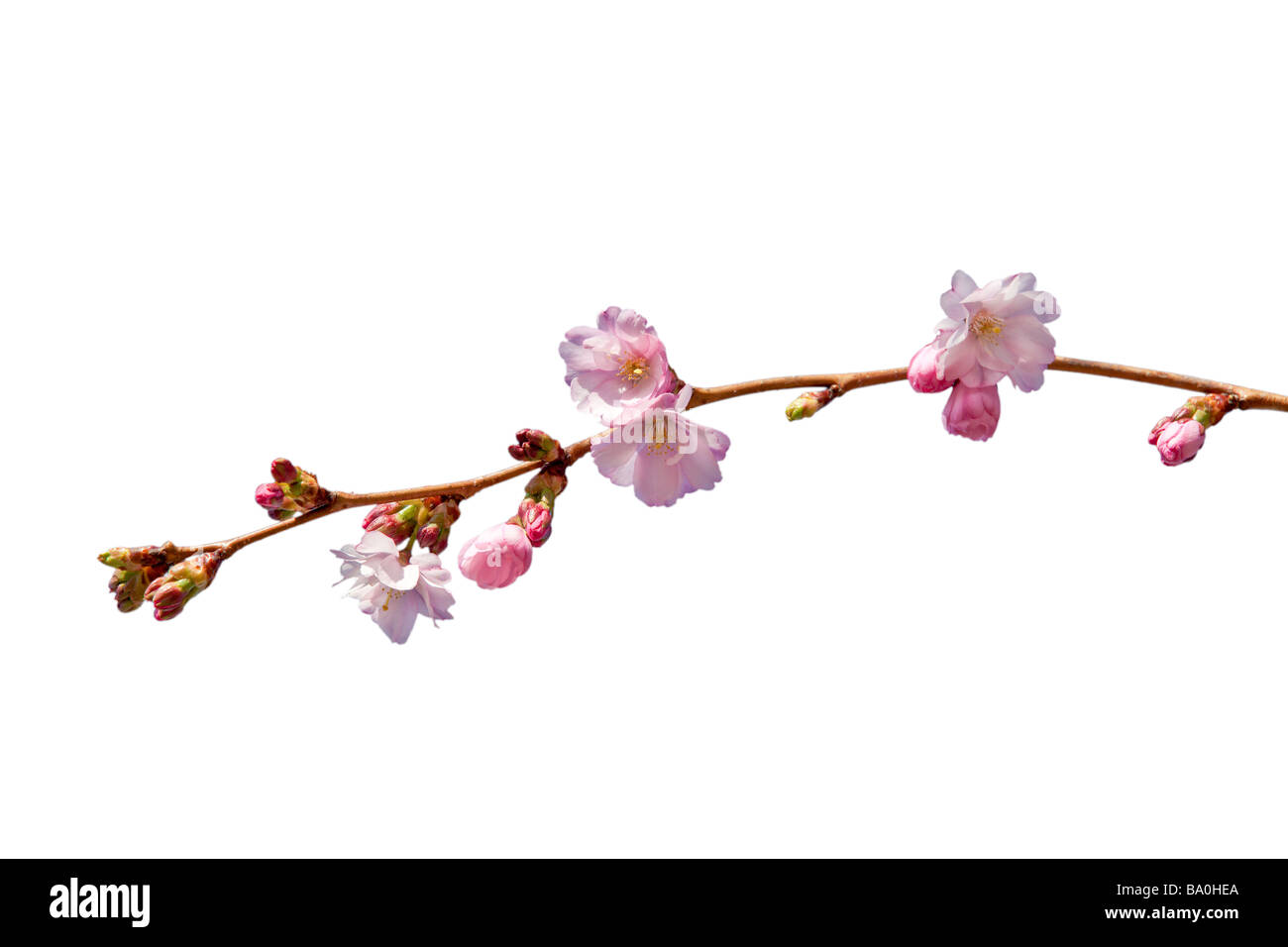 Singolo ramo di Prunus premiato, ornamentali ciliegio in fiore su sfondo bianco Foto Stock