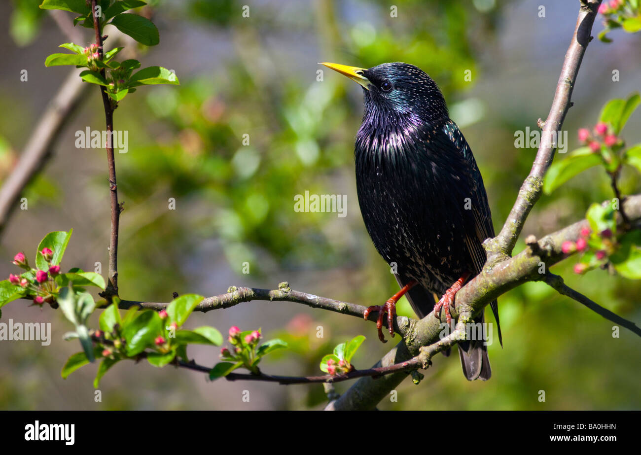 Unione Starling (Sturnus vulgaris), Regno Unito Foto Stock