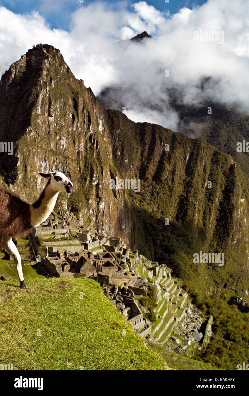 Il Perù MACHU PICCHU Llama a Machu Picchu con antiche terrazze Incas in background Foto Stock