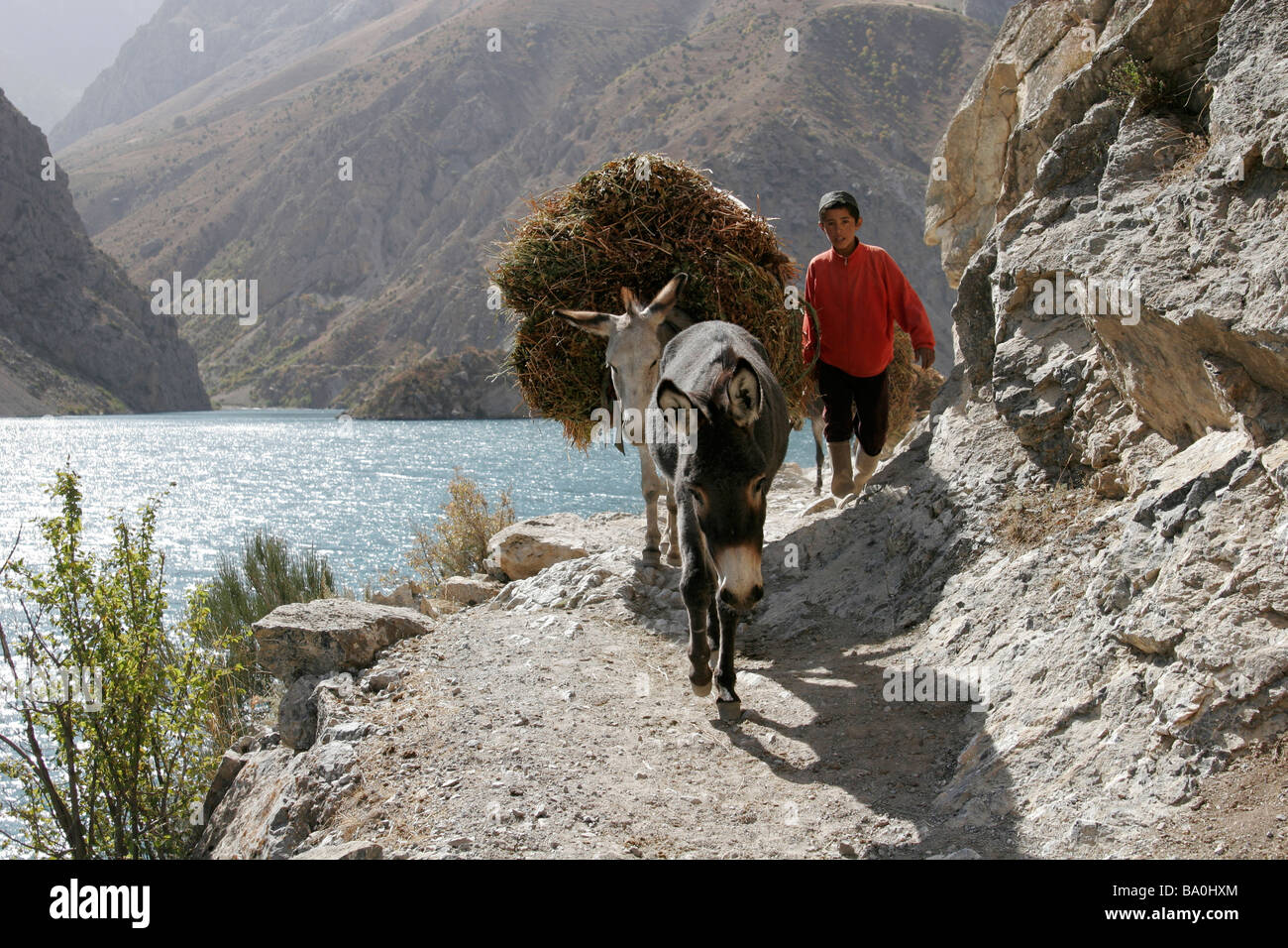 Ragazzo tagiko e asino trasportare erba, Azor Chashma, Marguzor laghi, Fan di montagna, in Tagikistan, in Asia centrale Foto Stock