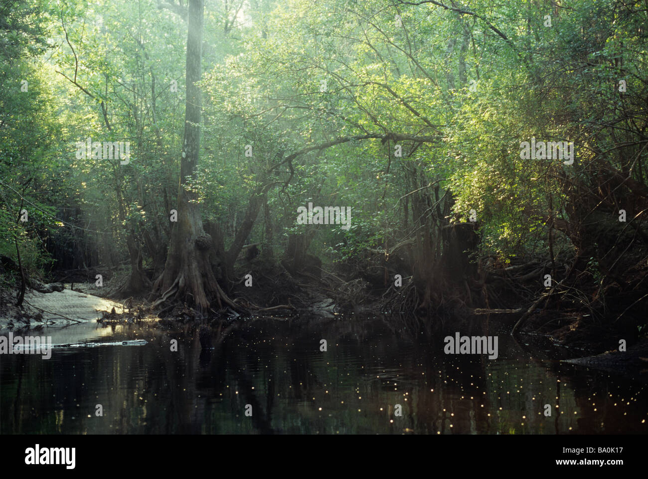 Il fango di palude del fiume nuovo deserto in Apalachicola National Forest Florida Foto Stock