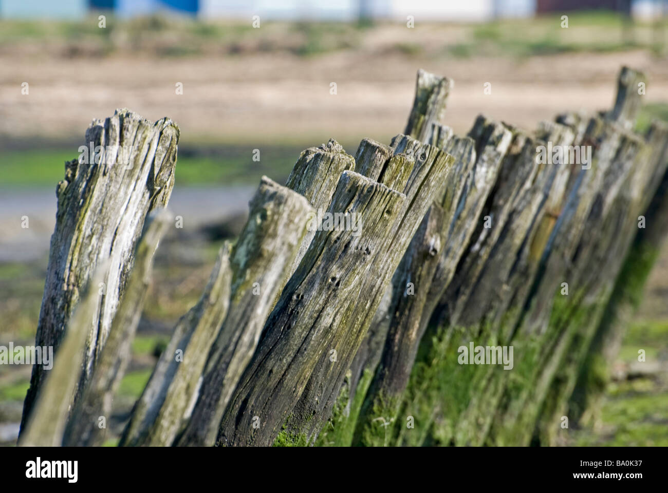Weathered posti di legno sul litorale calshot spit,limitata profondità di campo. Foto Stock