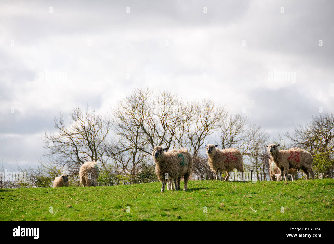 Un gruppo di Wensleydale pecore al West End Agriturismo vicino a Morpeth Foto Stock