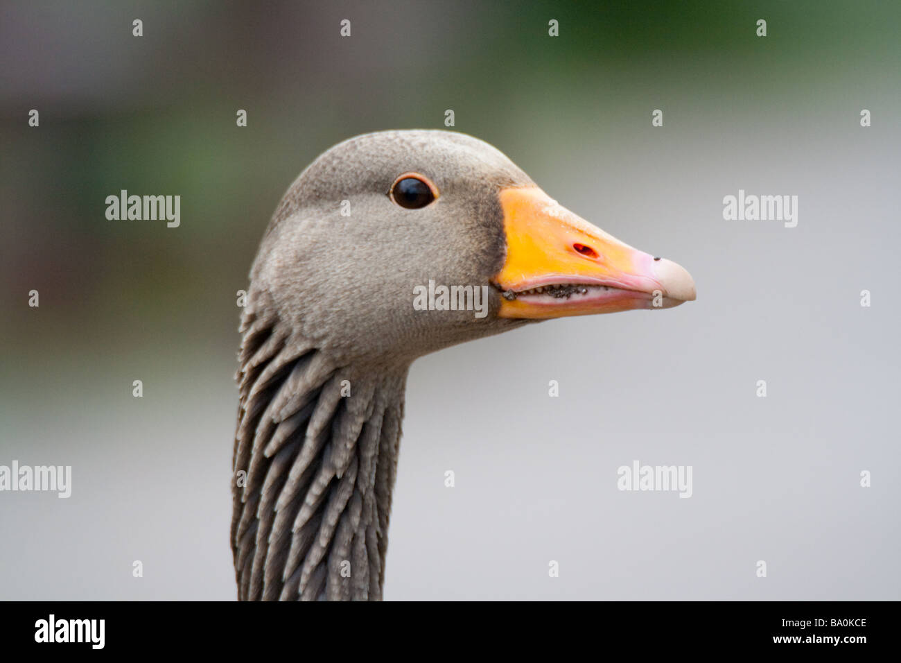 Graylag Goose (Anser anser) Foto Stock