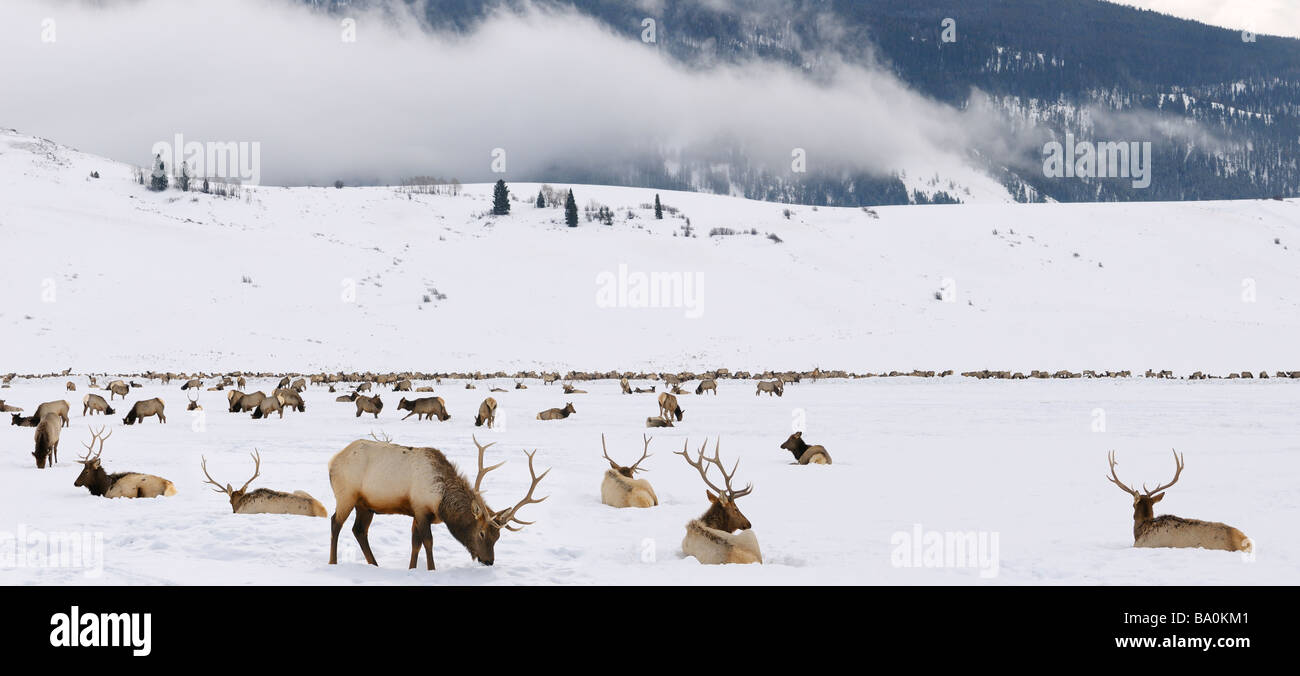 Allevamento di elk svernamento presso il National Elk Refuge in Wyoming con mugnai butte e basse nubi in montagna della tavola Foto Stock