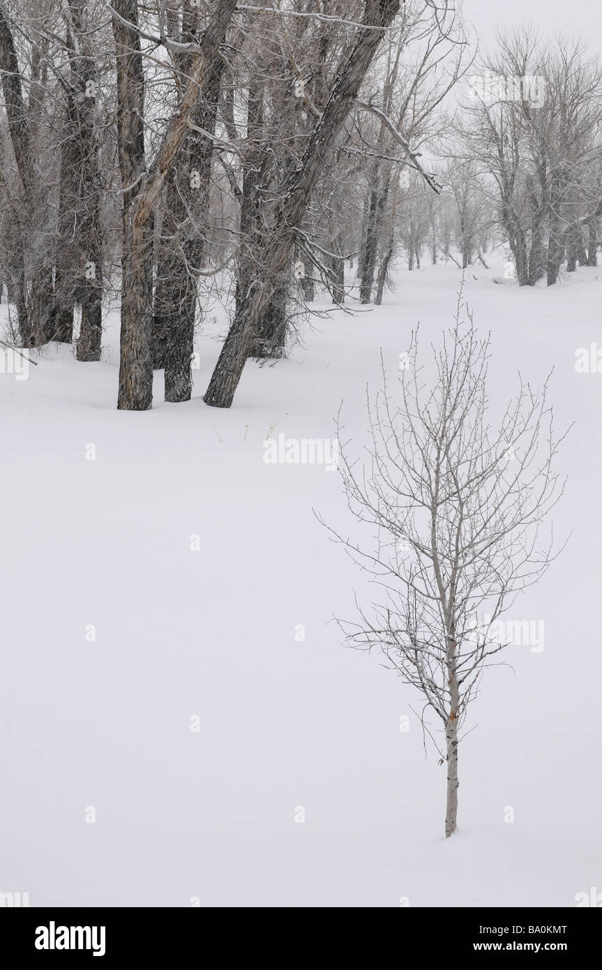 Giovane germoglio in una gabbia di pioppi neri americani orientale gli alberi in una tempesta di neve sul lordo Ventre Road Bridger Teton National Forest Wyoming USA Foto Stock