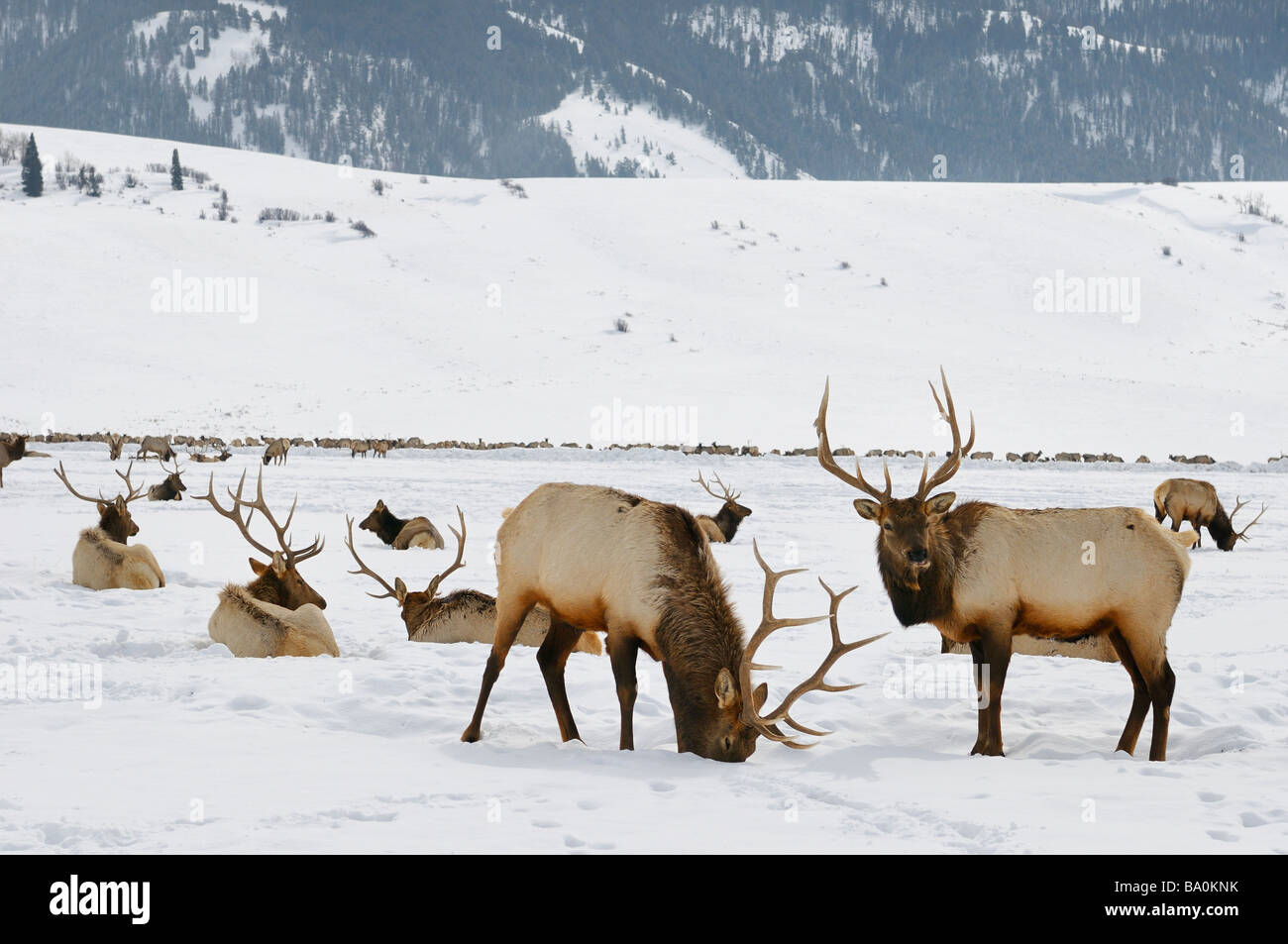 Sleigh Ride alla mandria di Elk svernamento presso il National Elk Refuge in Wyoming con mugnai Butte e Table Mountain Foto Stock