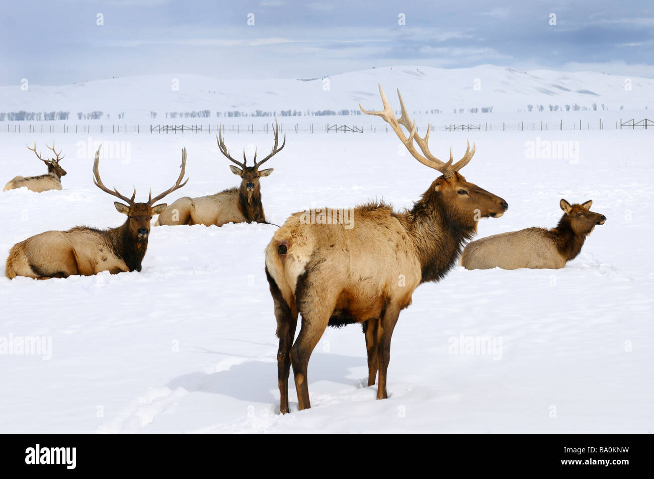 In prossimità dei quattro bull elk e una mucca svernamento presso il National Elk Refuge in Jackson Hole wyoming Foto Stock