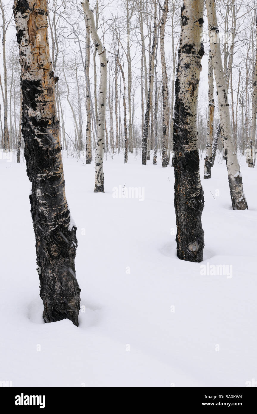 Stand di tremore Aspen alberi Populus tremuloides in Grand Teton National Park Wyoming in inverno Foto Stock