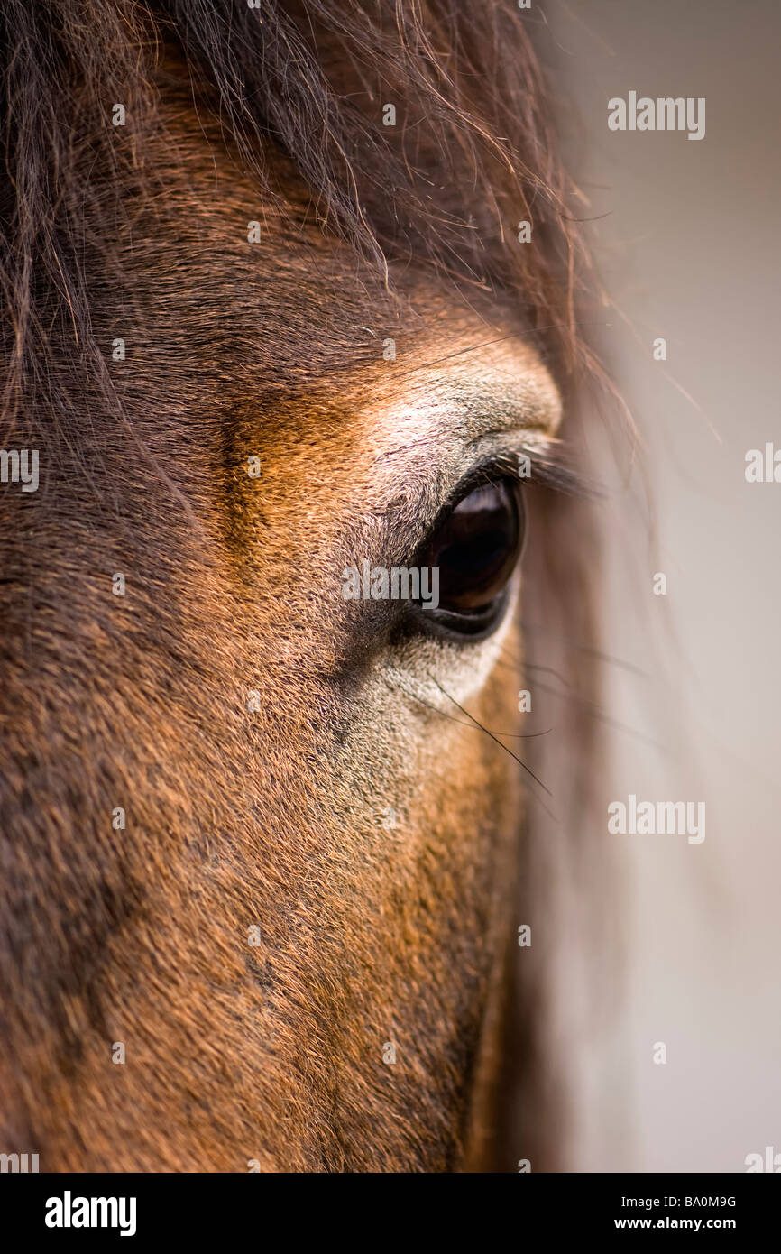 Vista artistica di un close up ritratto del volto di un pony Exmoor Foto Stock