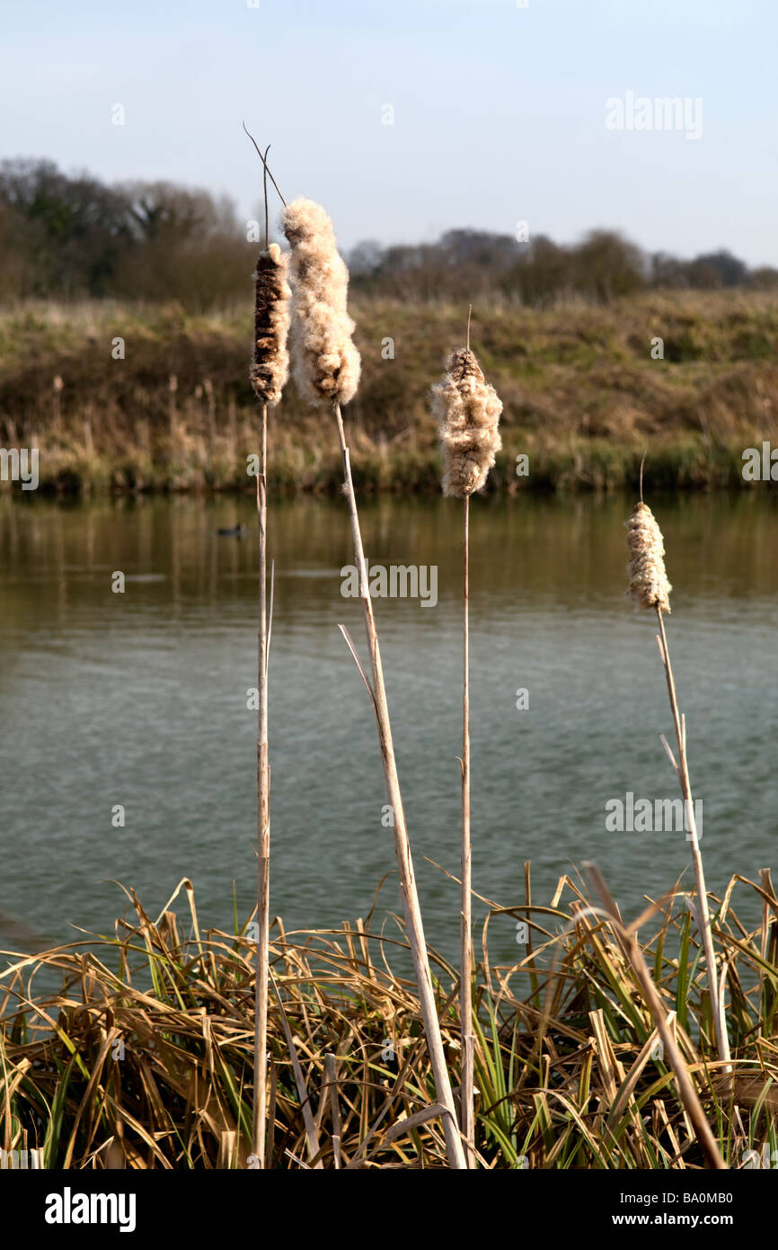 Roverella teste di seme di Bullrushes mediante acqua prelevata in Devizes, Wiltshire Foto Stock