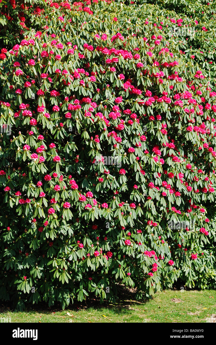 Una grande bussola di rododendro in piena fioritura, a giardini glendurgan,cornwall, Regno Unito Foto Stock