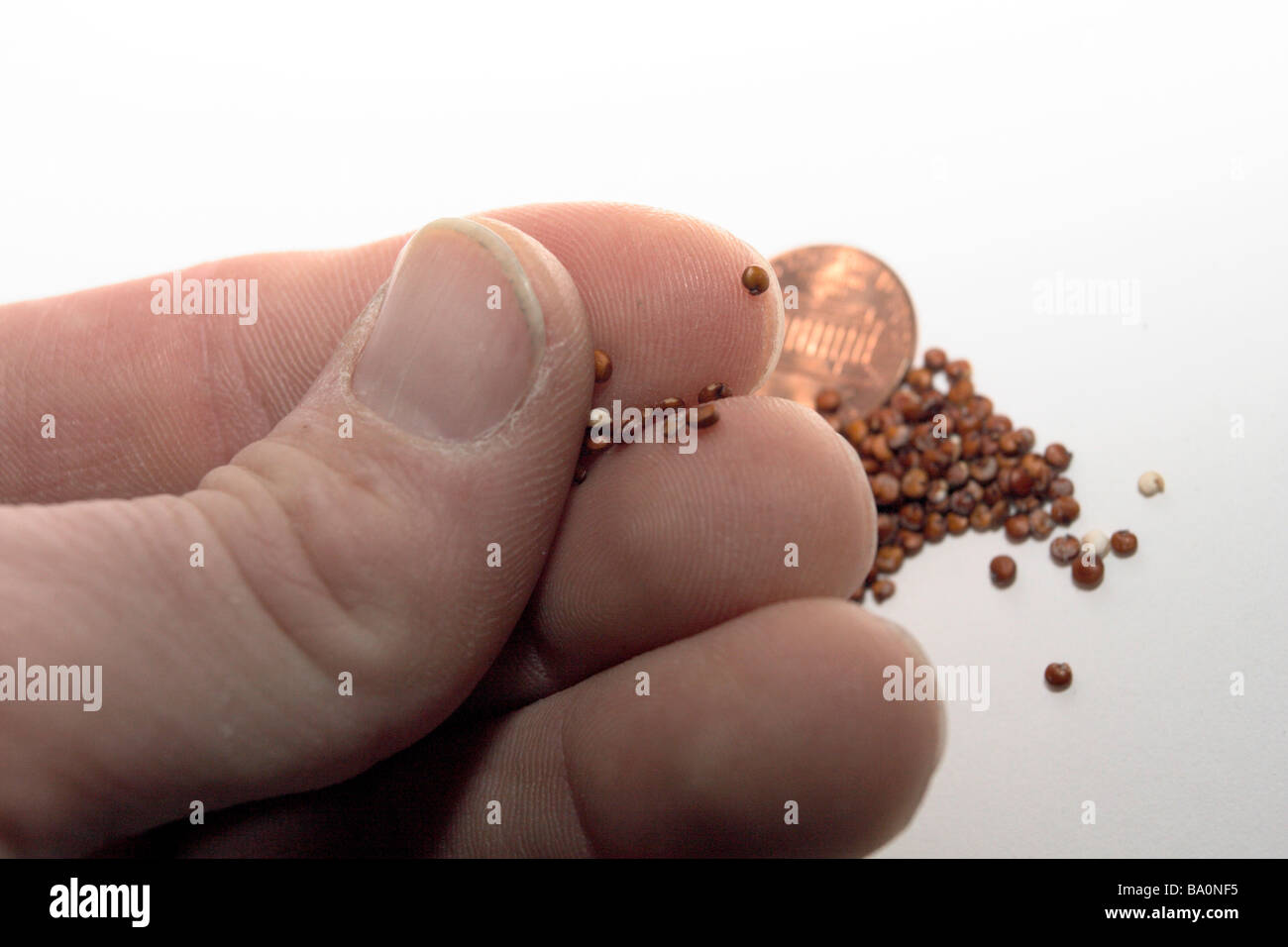 Essiccata la quinoa e una di noi penny sul foglio bianco che mostra dimensioni con le dita della mano tenendo alcuni grani. Foto Stock