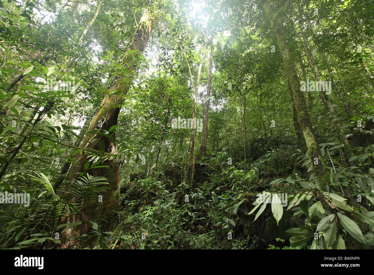 Una fitta vegetazione ricopre il pavimento profondo dentro la giungla sull'isola del Borneo Foto Stock
