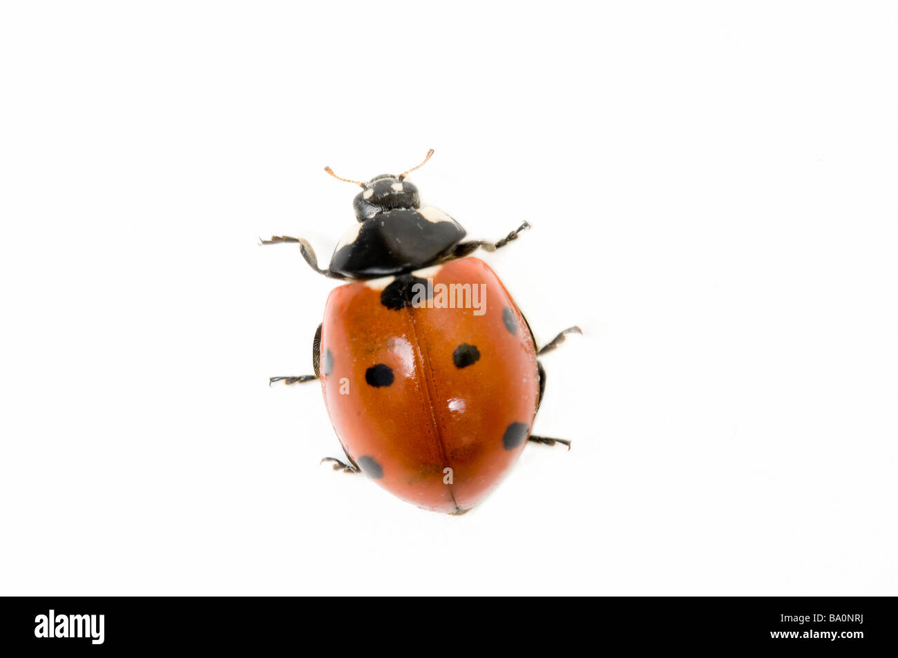 Sette spot o coccinella coccinella Coccinella 7 punctata Foto Stock