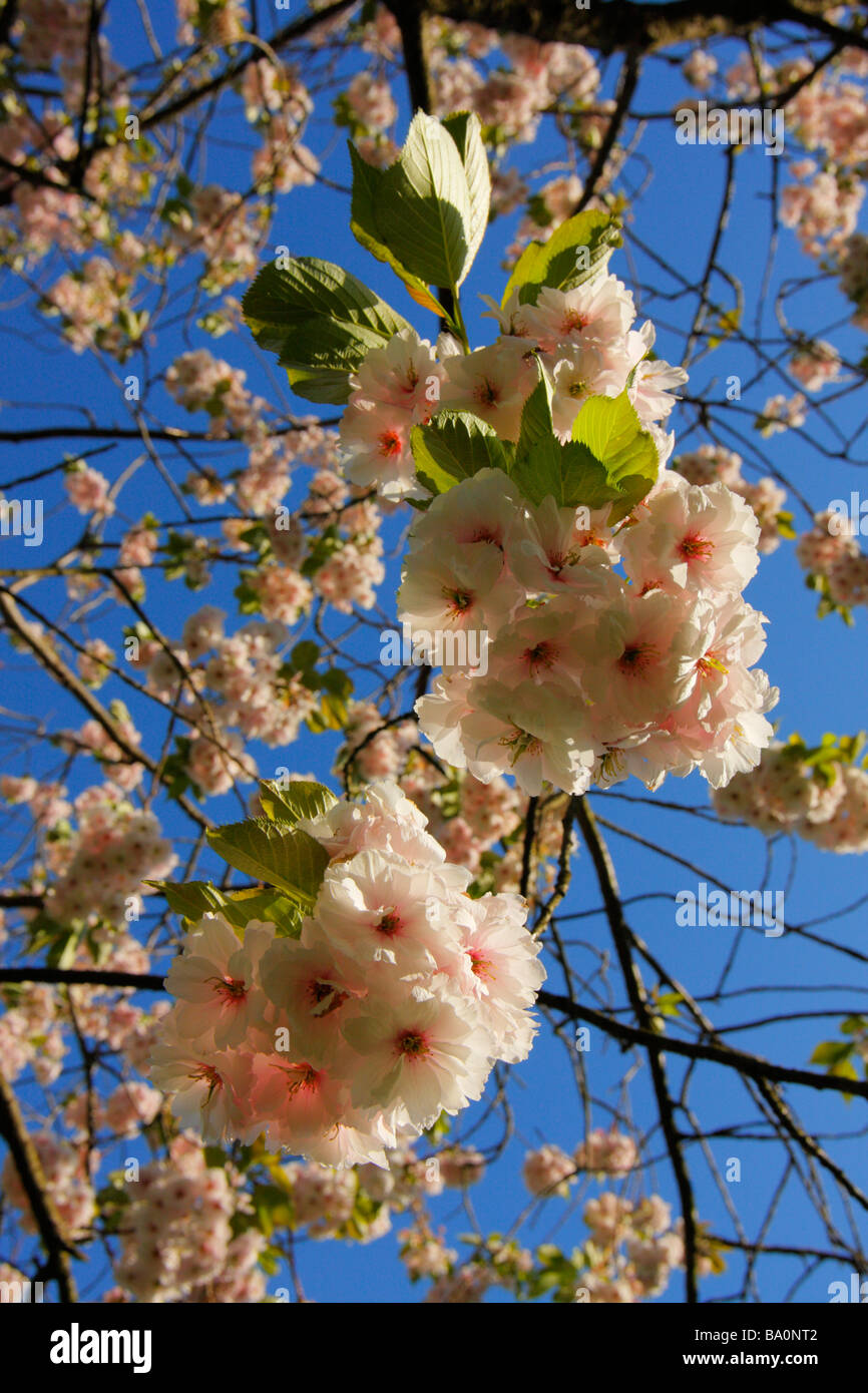 Rosa fiori di ciliegio in primavera, visto da sotto contro un cielo blu Foto Stock