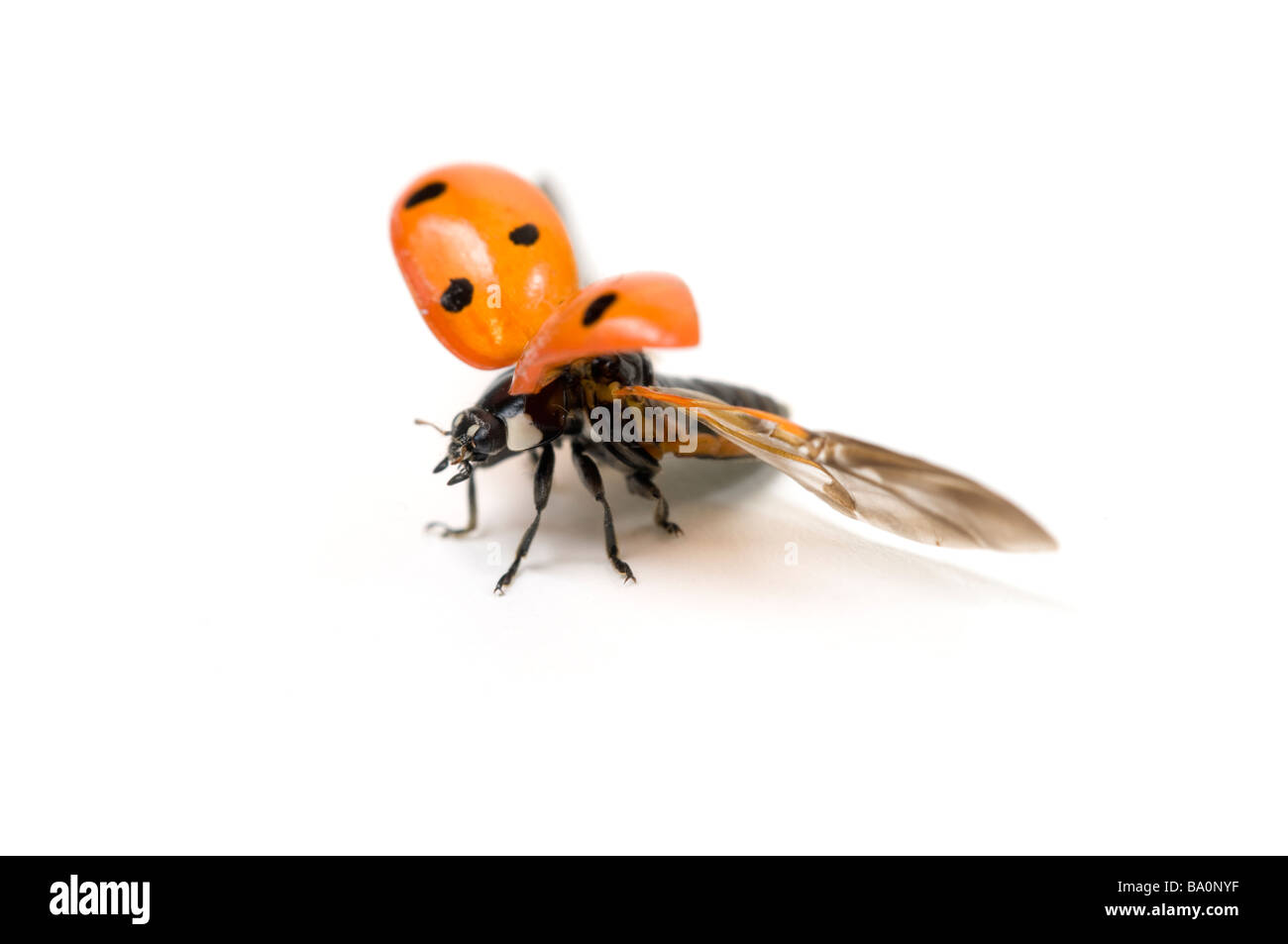 Sette spot o coccinella coccinella Coccinella 7 punctata Foto Stock